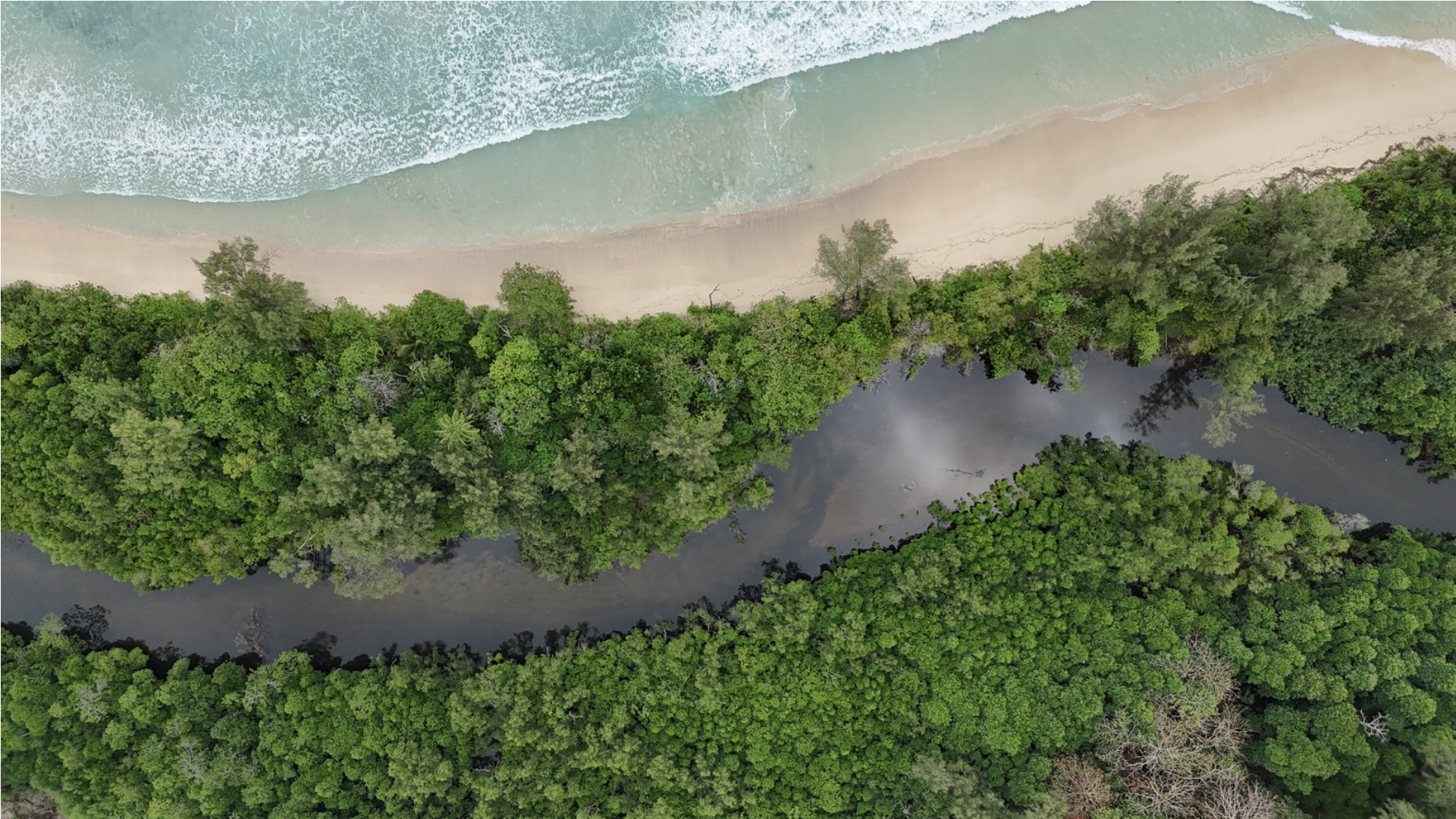 Aerial view of mangrove wetland and coastline