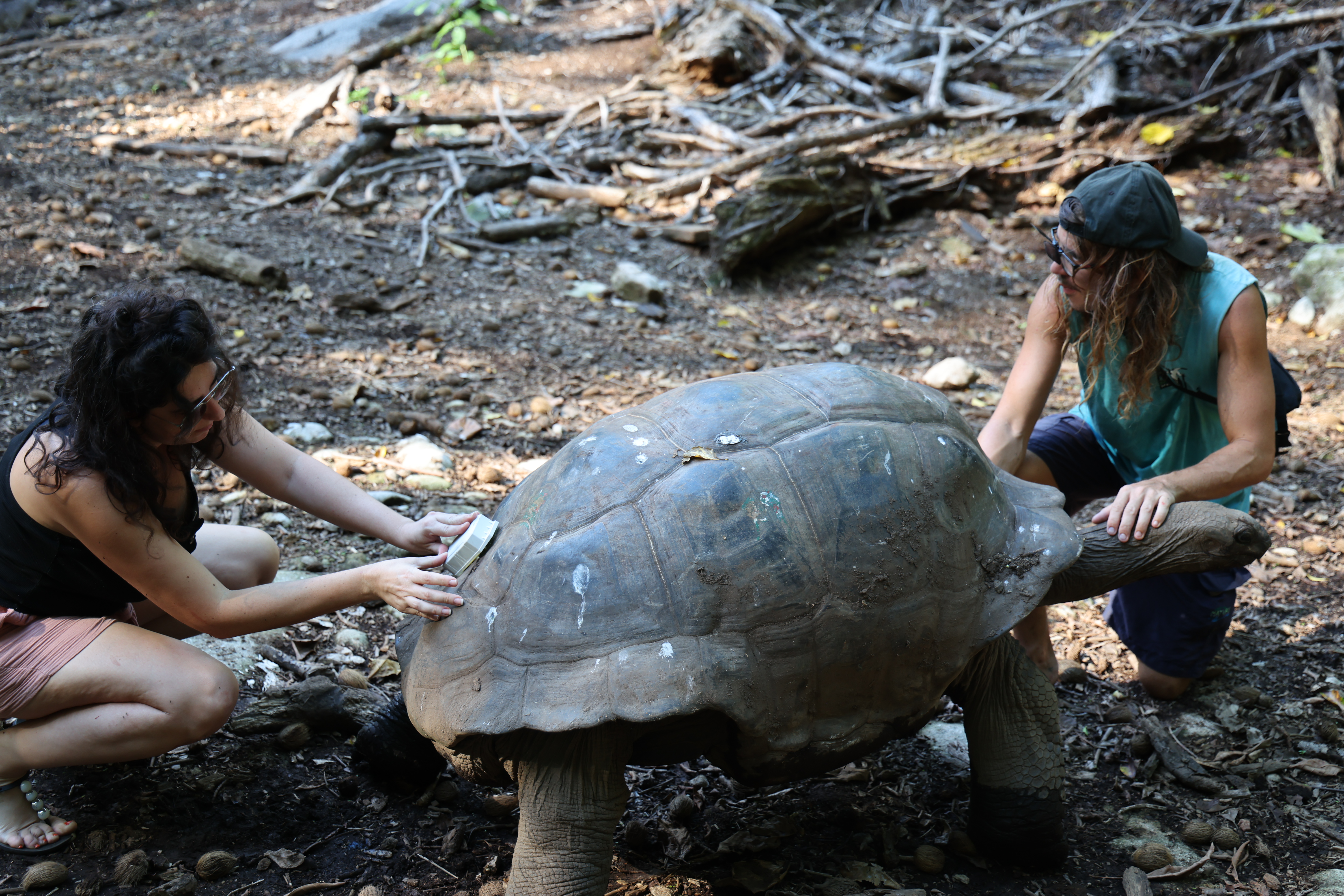 Tortoise tracker setup