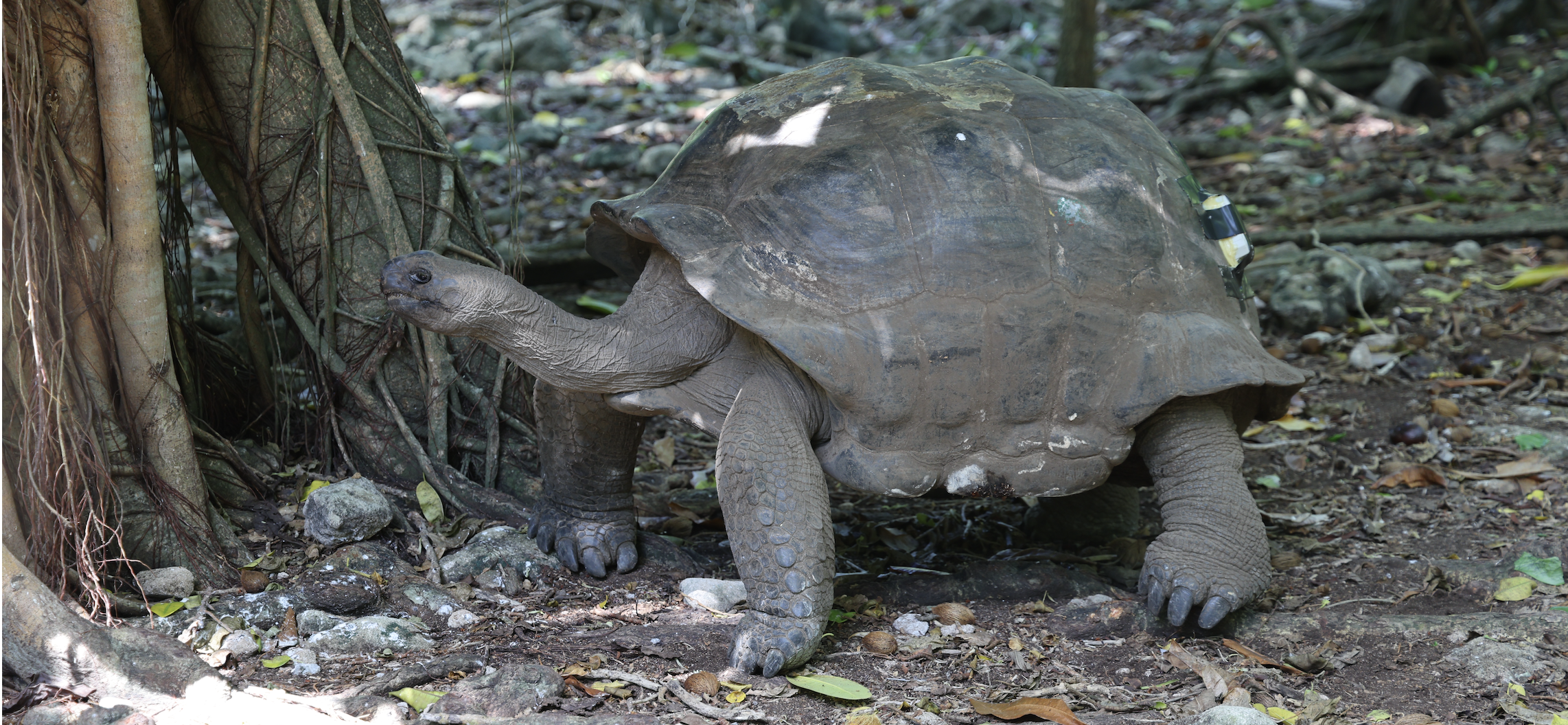 Tortoise tracker setup